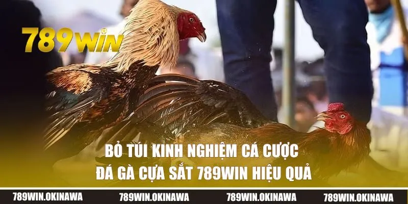 Bỏ túi kinh nghiệm cá cược đá gà 789WIN hiệu quả