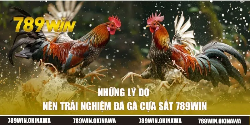 Những lý do nên trải nghiệm đá gà trên nền tảng