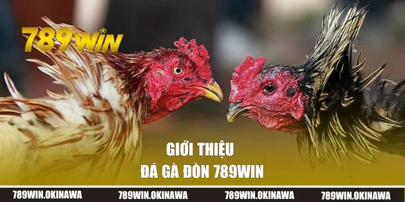 Giới thiệu tổng quan về đá gà đòn 789WIN
