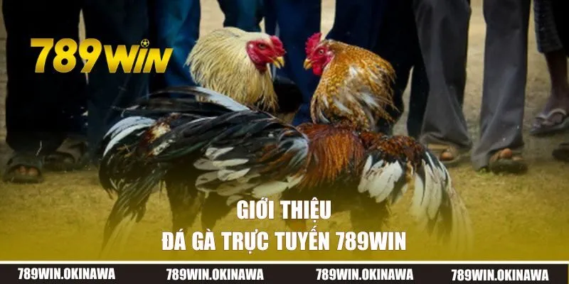 Giới thiệu tổng quan về đá gà trực tuyến 789WIN
